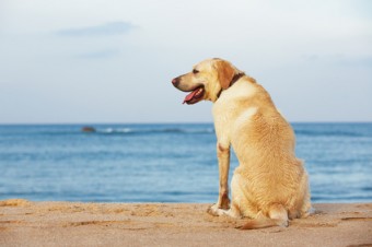 cane sulla spiaggia