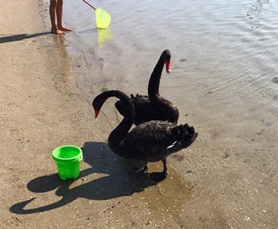 Coppia di cigni neri in riva al mare, bambini in visibilio