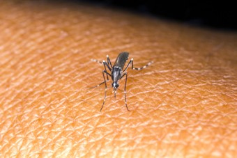 aedes mosquito on human skin