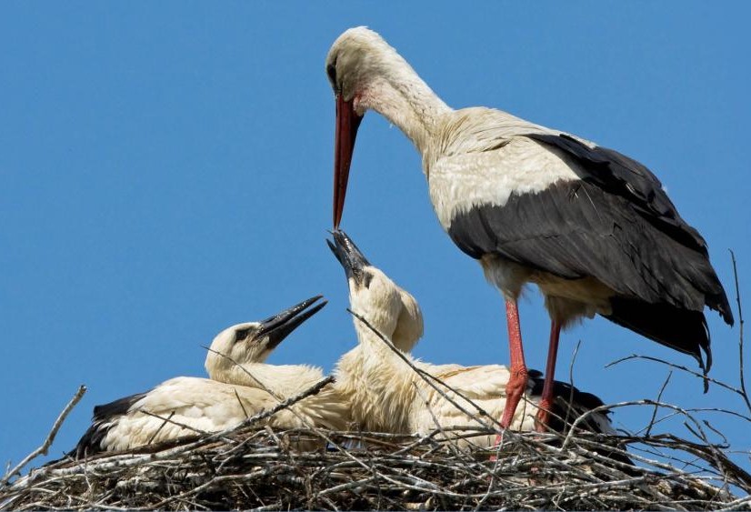 Le cicogne di Oltremare Hoop e Hula diventano mamma e papà